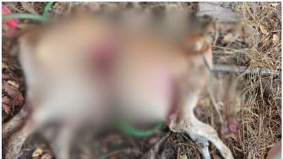 ഈ കാഴ്ച എങ്ങനെ സഹിക്കും! ആറ് മാസം പ്രായമുള്ള പശുക്കിടാവിനെ തെരുവ് നായ്ക്കൾ കടിച്ചുകൊന്നു, കർഷകയ്ക്ക് കണ്ണീ‍ർ