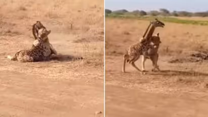 Viral video: വിടില്ല ഞാൻ; സിംഹത്തിൽ നിന്നും സ്വന്തം കുഞ്ഞിനെ രക്ഷിക്കാൻ ഓടിയെത്തി അമ്മ ജിറാഫ്