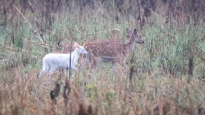 ಚುಕ್ಕಿ ಜಿಂಕೆಯ ಜೊತೆ ಶ್ವೇತವರ್ಣದ ಜಿಂಕೆ ಪತ್ತೆ:   ಅಪರೂಪದ ದೃಶ್ಯ ಕ್ಯಾಮರಾದಲ್ಲಿ ಸೆರೆ