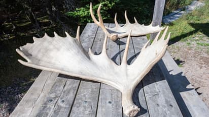 22 മാസം പ്രായമുള്ള മകളെ ശല്യം ചെയ്തുവെന്ന് ആരോപണം, 77കാരനെ കലമാന്റെ കൊമ്പ് ഉപയോഗിച്ച് കൊന്ന് യുവാവ്