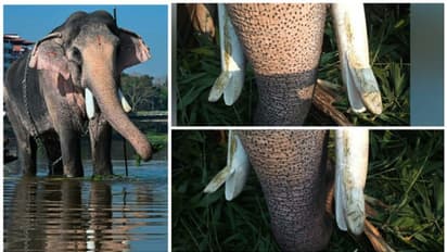 ലോറിയുടെ ​ഗ്രില്ലിൽ തട്ടി കുട്ടൻകുളങ്ങര അർജ്ജുനന്റെ കൊമ്പുകൾ പൊട്ടി; ഉത്സവങ്ങളില്‍ നിന്ന് മാറ്റിനിര്‍ത്തും