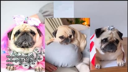  ಈ ಶ್ವಾನಕ್ಕಿದೆ ಸೋಶಿಯಲ್ ಮೀಡಿಯಾದಲ್ಲಿ ಮಿಲಿಯನ್‌ಗೂ ಹೆಚ್ಚು ಫಾಲೋವರ್‌