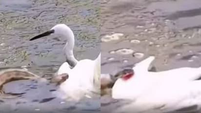 പക്ഷിയുടെ ചിറകിൽ കടിച്ചുവലിച്ച് പാമ്പ്; വൈറലായി വീഡിയോ 