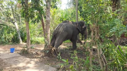 ಸಕಲೇಶಪುರ: ಓಲ್ಡ್ ಮಕ್ನಾ ಆನೆ ಸೆರೆ ಕಾರ್ಯಾಚರಣೆ ಯಶಸ್ವಿ