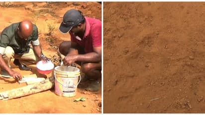 പുലിപ്പേടി ഒഴിയാതെ; ഇടുക്കി വാത്തിക്കുടിയിൽ ജനവാസ മേഖലയിൽ പുലിയുടെ കാൽപാട്, നിരീക്ഷണത്തിന് വനംവകുപ്പ്