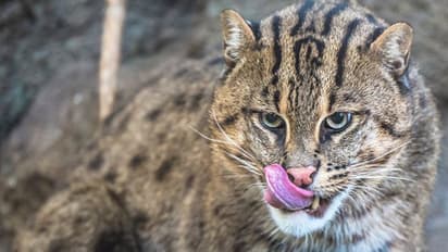 പുലി ഇറങ്ങിയതിന് പിന്നാലെ, നാട്ടുകാര്‍ 'പുലി'യെ കൂട്ടിലാക്കി; ഉദ്യോഗസ്ഥരെത്തിയപ്പോള്‍ പുലി, 'പൂച്ച'യായി !