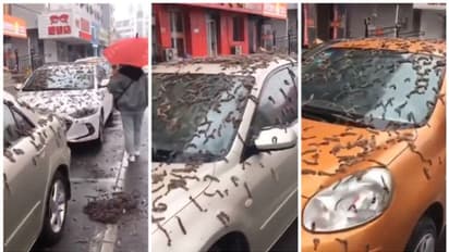 'ചൈനയിൽ പുഴു മഴയോ?'  വിചിത്രമായ പ്രതിഭാസത്തില്‍ അമ്പരന്ന് ജനം, വൈറലായി വീഡിയോ.. യാഥാര്‍ത്ഥ്യം എന്ത്? 