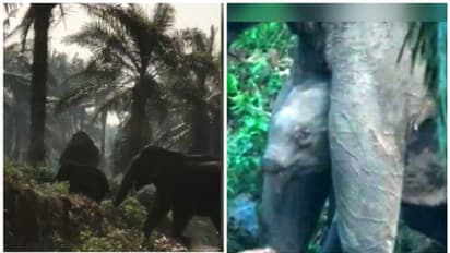 തുമ്പിക്കൈ ഇല്ലാത്ത ആനക്കുട്ടി; മാസങ്ങള്ക്ക് ശേഷം അമ്മയാനക്കൊപ്പം, ആരോഗ്യപ്രശ്നങ്ങളില്ലെന്ന് വനംവകുപ്പ്