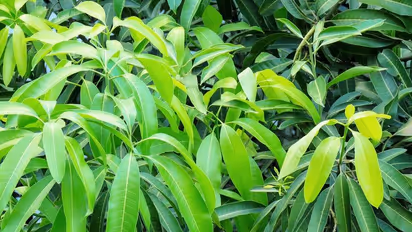 ಮನೆಯಲ್ಲಿ ಮಾವಿನ ಮರ ಇದ್ಯಾ? ಹಾಗಾದ್ರೆ ಕೂದಲಿನ ಸಮಸ್ಯೆ ಚಿಂತೆ ಬಿಟ್ಬಿಡಿ… 