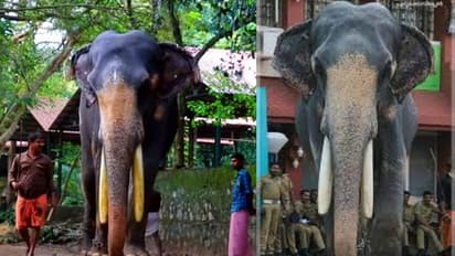 ഗുരുവായൂര് ദേവസ്വത്തിലെ കൊമ്പന് ജൂനിയര് മാധവന് കുട്ടി ചരിഞ്ഞു