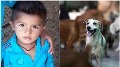 റോഡിൽ കളിക്കവെ തെരുവുനായ ആക്രമണം, കടിയേറ്റ അഞ്ച് വയസുകാരന് ദാരുണാന്ത്യം; കണ്ണീരണിഞ്ഞ് നാട്