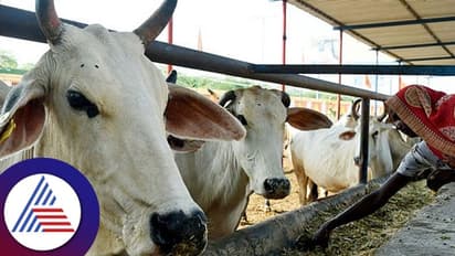 Success Story : ಕೊರೋನಾದಲ್ಲಿ ಕೆಲಸ ಕಳ್ಕೊಂಡ ನಾರಿಗೆ ಕೈ ಹಿಡಿದಿದ್ದು ಗೋವು