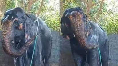 Viral video: എന്തൊരു ചൂടാണ്, ഒന്ന് കുളിച്ചേക്കാം; വൈറലായി ആന സ്വയം കുളിക്കുന്ന വീഡിയോ