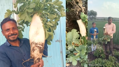 ಶೇಂಗಾಹೊಲದಲ್ಲಿ ಭಾರಿ ಗಾತ್ರದ ಮೂಲಂಗಿ ಬೆಳೆದ ಮಹಾರಾಷ್ಟ್ರದ ರೈತ