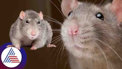 ಈ ಉಪಾಯ ಮಾಡಿದ್ರೆ ಮತ್ತೆ ಇಲಿಗಳ ಕಾಟ ಇರೋದೇ ಇಲ್ಲ 100% ಗ್ಯಾರಂಟಿ