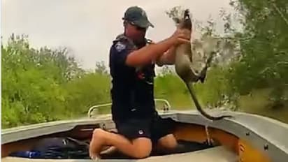 Viral video: മുതലകൾ നിറഞ്ഞ വെള്ളത്തിൽ നിന്നും കംഗാരുക്കുഞ്ഞിനെ രക്ഷിക്കുന്ന പൊലീസ്