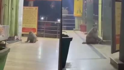 ക്ഷേത്രത്തിനകത്ത് തനിയെ കയറിച്ചെല്ലുന്ന കുരങ്ങൻ; ശേഷം ചെയ്യുന്നത് എന്താണെന്ന് കണ്ടോ...