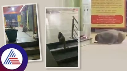 ಅಯೋಧ್ಯೆಯಲ್ಲೊಂದು ಅಚ್ಚರಿ; ದೇವಾಲಯಕ್ಕೆ ಪ್ರತಿದಿನ ಭೇಟಿ ನೀಡಿ ನಮಸ್ಕರಿಸುವ ಕೋತಿ!