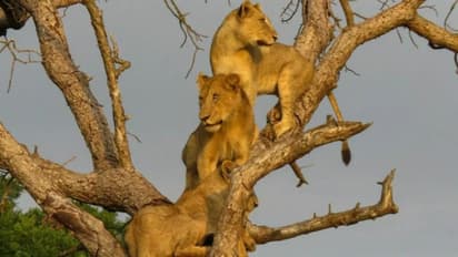 മരം കയറുന്ന സിംഹക്കൂട്ടത്തെ കണ്ടിട്ടുണ്ടോ? വൈറലായി വീഡിയോ...