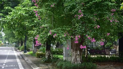 ರಸ್ತೆಬದಿಯಲ್ಲಿರುವ ಮರಗಳಿಗೆ ಏಕೆ ಬಿಳಿ ಬಣ್ಣ ಬಳಿಯಲಾಗುತ್ತದೆ ಗೊತ್ತಾ?