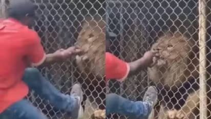 സിംഹത്തിന്റെ കൂട്ടിൽ കയ്യിട്ട് യുവാവ്, പിന്നെ സംഭവിച്ചത്, വൈറലായി വീഡിയോ