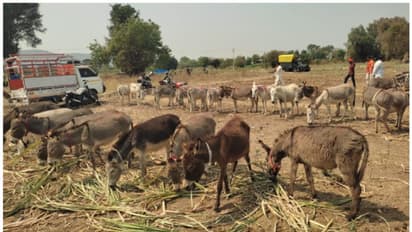  ആവശ്യക്കാര്‍ കൂടിയെങ്കിലും കഴുതകളെ കിട്ടാനില്ല; വില ഒന്നിന് ഒരു ലക്ഷം!