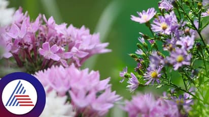 Gardening Tips : ಗಿಡದಲ್ಲಿ ರಾಶಿ ರಾಶಿ ಹೂ ಬರ್ಬೇಕೆಂದ್ರೆ ಹೀಗೆ ಮಾಡಿ
