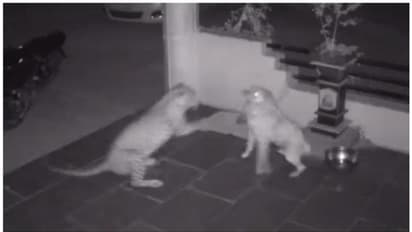 ఇంటిలోకి దూసుకొచ్చి పెంపుడు కుక్కపై చిరుత పులి దాడి.. కుక్కను నోట్లో కరుచుకుని..! భయానక సీసీటీవీ వీడియో ఇదే