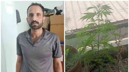 വീടിന്റെ ടെറസില്‍ ചെടി വളർത്തൽ, വെള്ളവും വളവും നൽകി പരിപാലനം; എക്‌സൈസ് എത്തിയപ്പോൾ കണ്ടത് കഞ്ചാവ്, പിടി വീണു