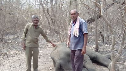 Hubballi: ಮಸಳಿಕಟ್ಟಿ ಅರಣ್ಯ ಪ್ರದೇಶದಲ್ಲಿ ಅನಾರೋಗ್ಯದಿಂದ ನರಳುತ್ತಿದ್ದ ಗಂಡಾನೆ ಸಾವು!