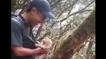 Viral video: ഞാൻ പോവില്ല; കാട്ടിലേക്ക് തിരികെ വിട്ടിട്ടും പോവാൻ കൂട്ടാക്കാതെ കുട്ടിക്കുരങ്ങ്, വൈറലായി വീഡിയോ