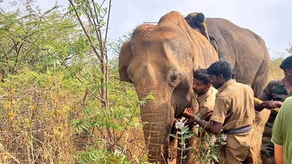 மேலும் ஒரு காட்டு யானை மின்சாரம் தாக்கி பலி; வனத்துறையினர் விரட்டியபோது நேர்ந்த சோகம்