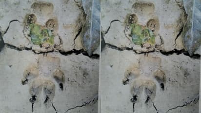 വനം വകുപ്പിന്റേത് തെറ്റായ നിഗമനം; വാത്തിക്കുടിയിൽ പുലിയെ കണ്ടതായി നാട്ടുകാർ