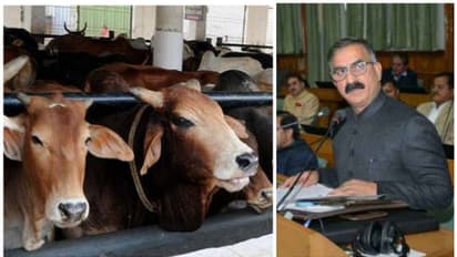  ഒരു കുപ്പി മദ്യം വിൽക്കുമ്പോൾ 10 രൂപ പശുക്കളുടെ ക്ഷേമത്തിന്; മദ്യവിൽപനയിൽ 'പശു സെസ്' ഏർപ്പെടുത്തി ഹിമാചൽ  