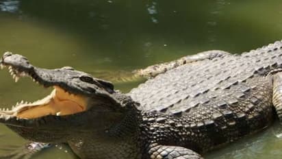 മുതലയെ പിടികൂടാൻ വൃദ്ധന്റെ ശ്രമം, തിരിഞ്ഞുവന്ന് കൈയിൽ കടിമുറുക്കി മുതല