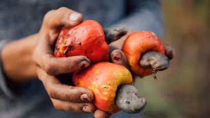 Good news for 'Feni' lovers: In a first, Goa's heritage drink will soon be available across India