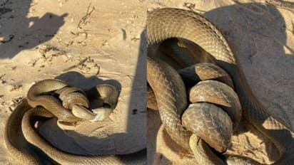 பாம்பு மற்றொரு பாம்பை விழுங்கும் அரிய காட்சி! ஆஸி., கடற்கரையில் நிகழ்ந்த அபூர்வ சம்பவம்!