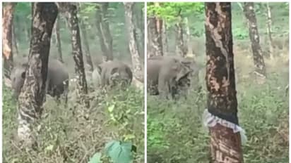 തൃശൂർ പാലപ്പിള്ളിയിൽ കാട്ടാനക്കൂട്ടം; കുട്ടിയാനകളടക്കം 20 ആനകൾ, ടാപ്പിങ് നടത്താനാവാതെ തൊഴിലാളികൾ