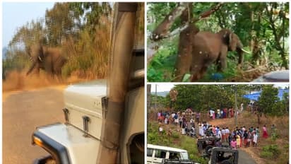 ആനപ്പേടിയിൽ ആറളം ഫാം; 8വർഷത്തിനിടെ കാട്ടാന ആക്രമണങ്ങളിൽ കൊല്ലപ്പെട്ടത് 12പേർ