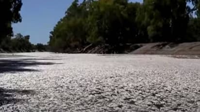 ചത്തുപൊന്തിയ നിലയിൽ ദശലക്ഷക്കണക്കിന് മത്സ്യങ്ങൾ, വെള്ളം പോലും കാണുന്നില്ല, ഭയാനകമായ കാഴ്ച