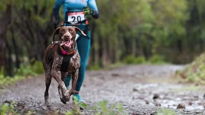 ക്രോസ് കണ്ട്രി ട്രാക്കില് വിഷബോളുകള്; മത്സരാര്ത്ഥികളായ 4 നായകള് ചത്തു, അന്വേഷണം
