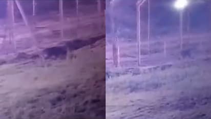 പാകിസ്ഥാനില്‍ നിന്ന് അതിര്‍ത്തി കടന്നെത്തി ഈ 'ഭീകരന്‍'; ഗ്രാമവാസികൾക്ക് മുന്നറിയിപ്പുമായി ബിഎസ്എഫ്