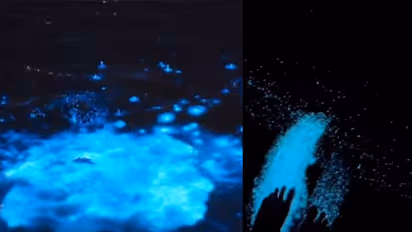 കുമ്പളങ്ങിയില് മാത്രമല്ല താനൂരും കവര് പൂത്തു, ഏക്കറു കണക്കിന് പ്രദേശത്ത് കവരടിച്ചത് കാണാനായി ജനപ്രവാഹം