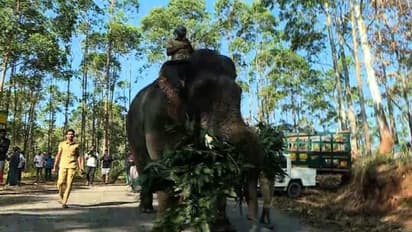 അരിക്കൊമ്പനെ പൂട്ടാൻ വിക്രമെത്തി, ആനയെ ആകർഷിക്കാൻ ചിന്നക്കനാലിൽ 'റേഷൻ കട റെഡി', 