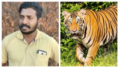 ബൈക്കിൽ ജോലിക്കു പോകവെ പാഞ്ഞടുത്ത് കടുവക്കൂട്ടം; അദ്ഭുതകരമായി രക്ഷപ്പെട്ട് യുവാവ്; സംഭവം ഇടുക്കിയിൽ