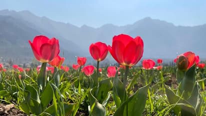 ಶ್ರೀನಗರದ ಸೌಂದರ್ಯಕ್ಕೆ ಕಳಶವಿಟ್ಟ ಟುಲಿಪ್ ಹೂಗಳು: ಈ ಬಾರಿಗೆ ಅತೀ ಹೆಚ್ಚು ಪ್ರವಾಸಿಗರ ನಿರೀಕ್ಷೆ