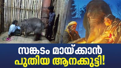 ഓസ്‌കര്‍ സിനിമയിലെ ബൊമ്മനും ബെല്ലിക്കും  പുതിയ കുട്ടിക്കുറുമ്പന്‍; സങ്കടം മായ്ച്ച് കുട്ടിയാന!