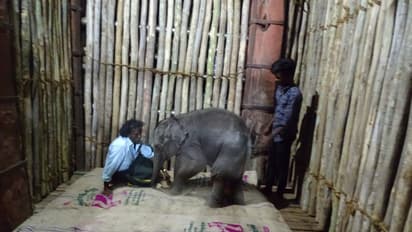 பொம்மன்- பெல்லியிடம் புதிதாக ஒப்படைக்கப்பட்ட 5 மாத குட்டி யானை.! திடீரென உயிரிழந்ததால் வனத்துறையினர் கவலை