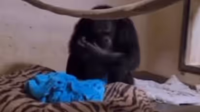 കണ്ണ് നനഞ്ഞുപോകും, മരിച്ചുവെന്ന് കരുതിയ കുഞ്ഞിനെ ആദ്യമായി ജീവനോടെ കാണുന്ന അമ്മ ചിമ്പാൻസി