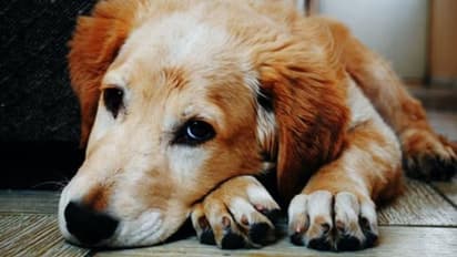 ‘காம வெறி’ நாயை கூட விட்டு வைக்காத வெறிபிடித்த சைக்கோ - வைரல் வீடியோ சர்ச்சை